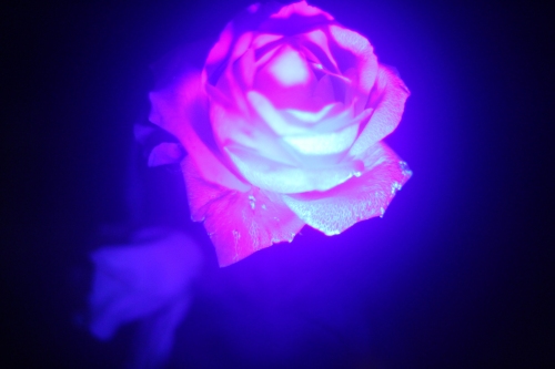 פרח זורח בחושך
